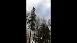 Thousand of birds shouting