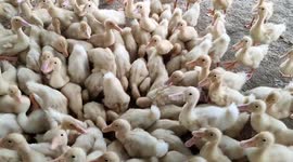 Adorable flock of ducklings being fed in farm