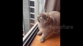 Captivating Cat Chatters By The Window