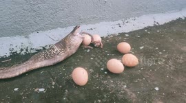 Snake regurgitates six eggs and a hen that was sitting for broody in Cuddalore District of Tamilnadu.