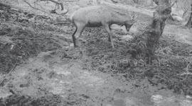 Watch this deer have the time of his life splashing in the mud