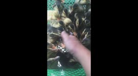 A flock of cute ducklings massage their fingers for their owners