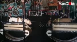 Pitbull Getting Trained On Treadmill