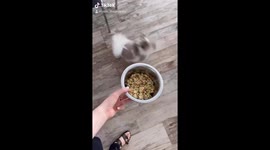 Dog Twirling for Food