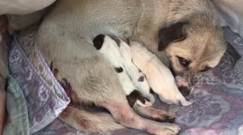 Father dog leads Chinese woman to mother dog after she gives birth to puppies