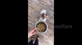 Give us a twirl! Excited dog will spin in circles for anything