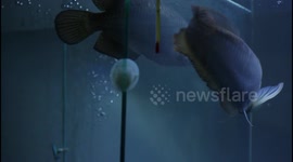 Asian Arowana (Scleropages Formosus)