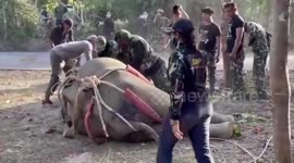 Heartbreaking moment elephant is found with 43 bullet wounds before dying a month later