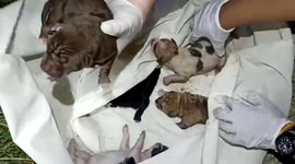 Puppies rescued after being dumped in a bag and thrown in pond