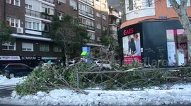 More than 150,000 trees damaged in Madrid after Storm Filomena hits city