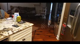 Sound of wet food cans being opened send cats running in adorable video