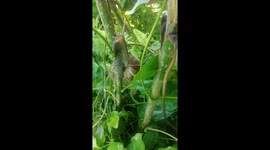 play with snail