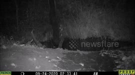 Mice chasing around at night