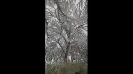 Hundreds of stunningly frozen large trees resembling giant crystal trees in Vietnam