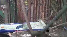 Monito hace uso de mascaría para protegerse del coronavirus