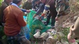 Forest officials rescue injured leopard stuck in trap in northern India