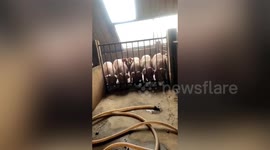Piglets in China team up and attempt lift gate in order to reach food on other side