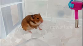 Adorable hamster in Taiwanese pet store gets 'shot' and pretends to be dead