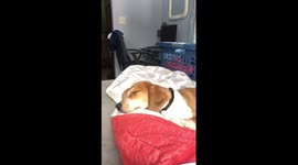 I fart and dog thinks he did and wakes up.