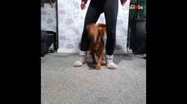 Year Old Cocker Spaniel Performing Reverse Figure Of Eight Trick