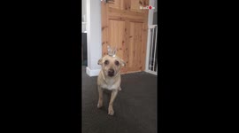 Dog of unlimited talents performs balance trick