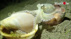 Coconut octopus fed up with clingy neighbor