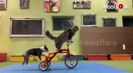 Rescue cat and Deaf dog work together