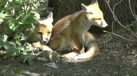Red Fox Vulpes vulpes cubs playing with one another on a sunny afternoon
