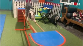 This multitalented deaf dog can ride skateboards and walk across tightropes