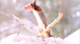 Behind the scenes of a hilarious photoshoot showing squirrels making the most of the winter weather - as they pose on miniature wooden skis and snowmobiles