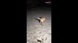 Dog Enjoying Snow Bath At Night