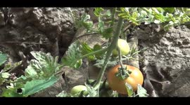 In the public interest, farmers will have to get involved with organic and traditional farming so that every human being is healthy and our country is also healthy.Farmers also worried about serious diseases growing due to use of more chemical fertilizers