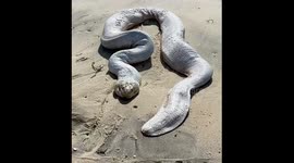 Sea Snake stranded on deserted beach in Australia rescued