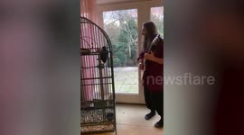 Hilarious video shows 'head-banging' parrot bopping head to music