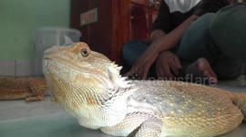 Funny Thing Is Bearded Dragon Selfie And Lick The Camera Lens