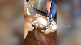 Meet Hopper the adorable golden retriever who loves being VACUUMED
