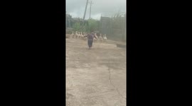 Cute 2-year-old baby falls limp while trying to run after the ducks