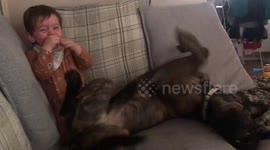 This toddler can't control his laughter as he plays with his excitable dog on the sofa