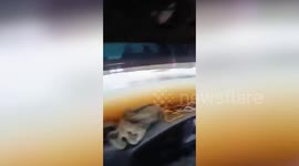 Floodwater completely submerges vehicle as family drive through flooded road in Malaysia