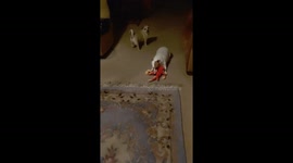 Vacation At Sissy's House, Fun Fur Babies Playtime, NonStop Doggy Fun!
