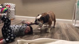 Bulldog and baby boy hilariously play tug of war