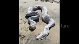 Deadly sea snake is a sight to behold on deserted Australian beach