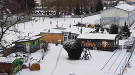 Goats play in the snow