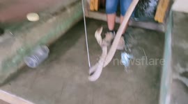 women didn't allow to rescue the cobra from their home in Tamilnadu