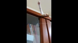 Cat sits funny way