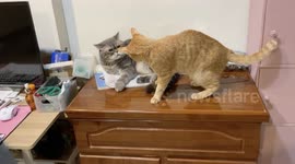 Angry cat gets scolded by another angry cat
