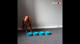 Adorable Cocker Spaniel Dog Stacking Bowls