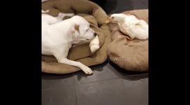 Taffy Duck and Nelly Noodles the staffie reluctantly sharing a dog bone!