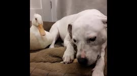 Nelly the staffie is not sharing her bone today withTaffy Duck