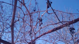Flies came to life on the air in January after a snowfall